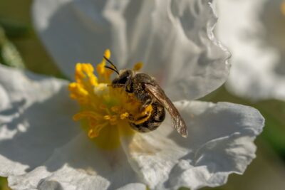 Abeilles sauvages : l&rsquo;INRAE dote la France d&rsquo;un code-barre ADN pour mieux les suivre et les protéger