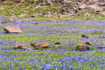 COP17 à Erevan : ce que le bilan mondial de la biodiversité change pour les plantes